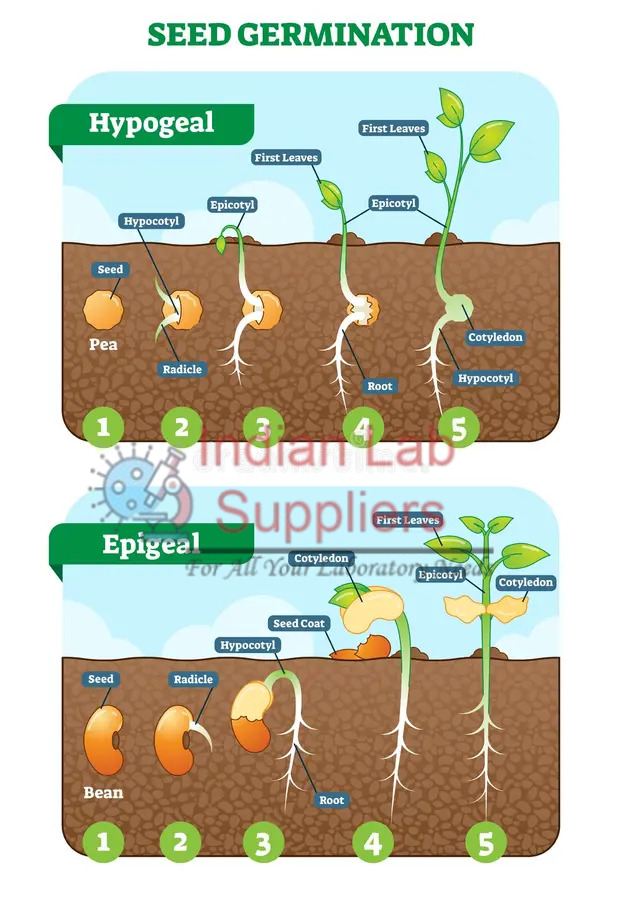 Germination of Seed Chart